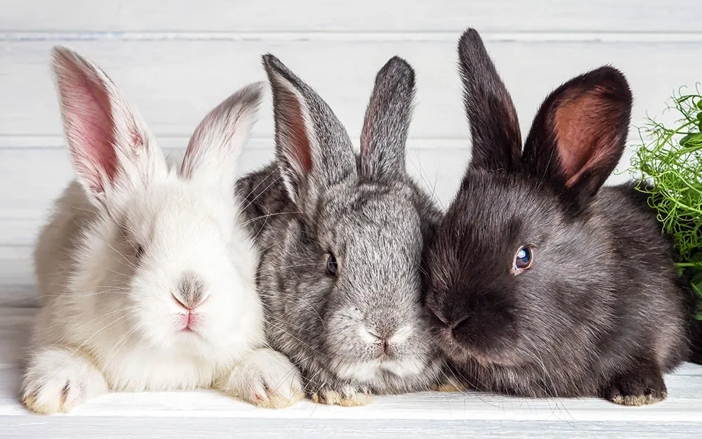 Kreisverband der Rassekaninchenzüchter Börde-Ohrekreis e. V.