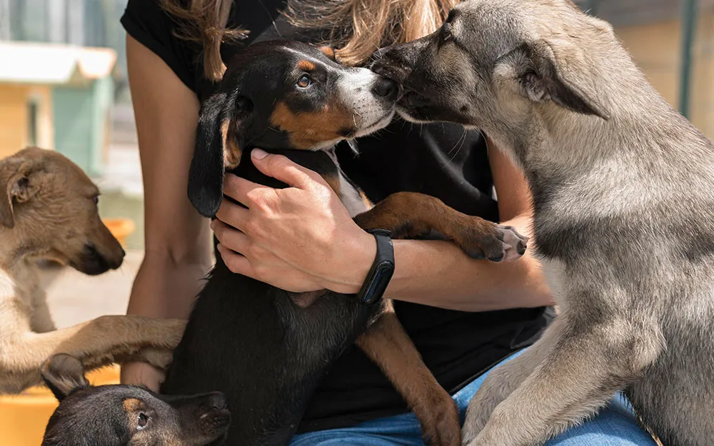 Tierschutzverein Wolmirstedt und Umgebung 1993 e.V. 